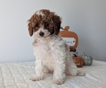 Puppy Ella Poodle (Miniature)