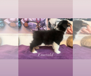 Miniature American Shepherd Puppy for Sale in CENTRALIA, Washington USA