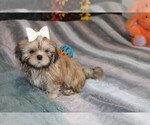 Image preview for Ad Listing. Nickname: AKC Wickett