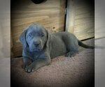 Small Photo #16 Labrador Retriever Puppy For Sale in FOUNTAIN, CO, USA