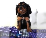Small Photo #2 Cavalier King Charles Spaniel Puppy For Sale in CARLISLE, KY, USA