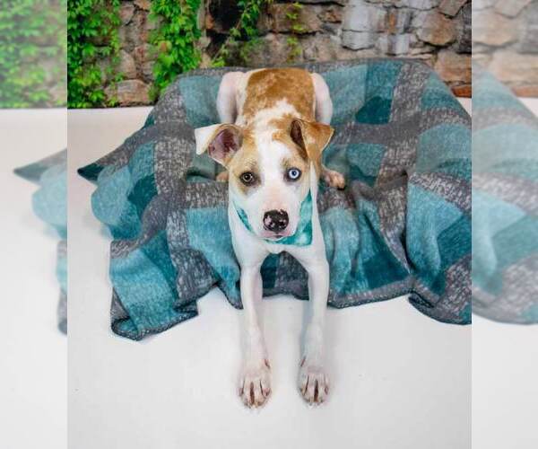 Medium Photo #11 Mutt Puppy For Sale in Kennesaw, GA, USA