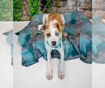 Small Photo #11 Mutt Puppy For Sale in Kennesaw, GA, USA