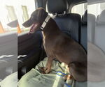 Small #2 Labrador Retriever