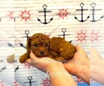 Image preview for Ad Listing. Nickname: Tiny Jagger
