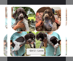 Small Photo #1 German Shorthaired Pointer-German Wirehaired Pointer Mix Puppy For Sale in DEFUNIAK SPRINGS, FL, USA