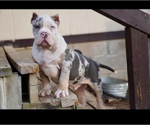 American Bully Puppy for sale in WILLINGTON, CT, USA