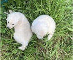 Small #16 English Cream Golden Retriever