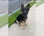 Small Photo #3 German Shepherd Dog-Unknown Mix Puppy For Sale in Lake Forest, CA, USA
