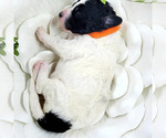 Small Photo #2 Miniature Bernedoodle Puppy For Sale in SAINT LOUIS, MO, USA