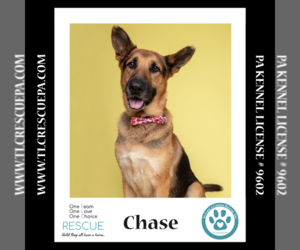 German Shepherd Dog Dogs for adoption in Kimberton, PA, USA