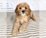 Small #2 Cavapoo