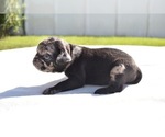 Small #1 Pug