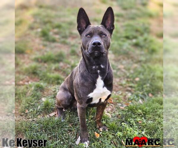 Medium Photo #15 Australian Kelpie-Unknown Mix Puppy For Sale in Maryville, TN, USA