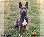 Small #14 Australian Kelpie Mix