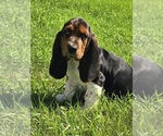 Puppy Bruce Basset Hound