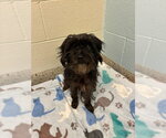 JOSIE - Female Mutt Dog for Adoption - Small photo