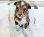 Small Photo #1 Miniature Australian Shepherd Puppy For Sale in CLAYTON, NC, USA