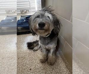 Poodle (Miniature)-Unknown Mix Dogs for adoption in Pueblo, CO, USA
