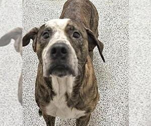 Labrador Retriever Dogs for adoption in Houston, TX, USA