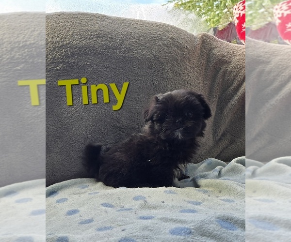 Medium Photo #1 Pom-A-Poo Puppy For Sale in FREMONT, MI, USA