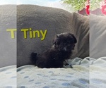 Tiny - Male Pom-A-Poo Puppy for Sale - Small photo