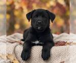 Book Pup - Funny Bunny - Female Labrador Retriever-Unknown Mix Dog for Adoption - Small photo