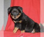 Small Photo #2 Rottweiler Puppy For Sale in ATGLEN, PA, USA