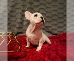 Small Photo #6 French Bulldog Puppy For Sale in MOORESVILLE, NC, USA