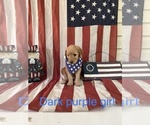 Small Photo #1 Double Doodle Puppy For Sale in BEERSHEBA SPRINGS, TN, USA
