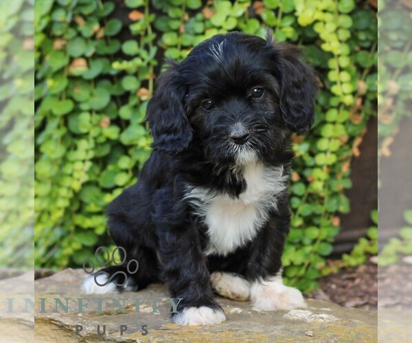 Medium Photo #3 Cavapoo (Miniature) Puppy For Sale in ELIZABETHTOWN, PA, USA