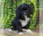 Small #2 Cavapoo (Miniature)