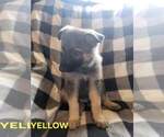 Small Photo #6 German Shepherd Dog Puppy For Sale in HARRISONVILLE, MO, USA