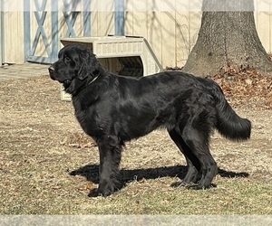 Mother of the Newfoundland puppies born on 11/19/2025