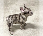 Small Photo #32 French Bulldog Puppy For Sale in GIG HARBOR, WA, USA