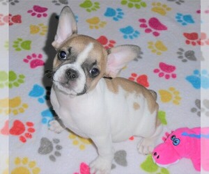 French Bulldog Puppy for sale in ORO VALLEY, AZ, USA