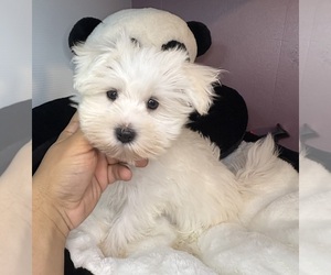 Maltese Puppy for Sale in BARNSTABLE, Massachusetts USA