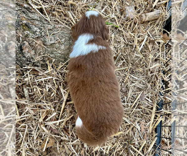 Medium Photo #3 Australian Shepherd Puppy For Sale in SMITHS GROVE, KY, USA