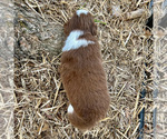 Small #2 Australian Shepherd
