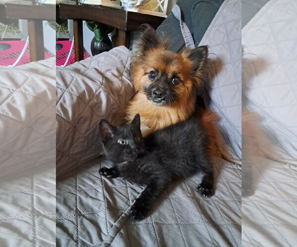Medium Photo #2 Chiranian Puppy For Sale in Princeton, MN, USA