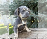 Small #4 French Bulldog
