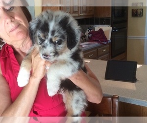 Australian Shepherd Puppy for sale in SAN ANGELO, TX, USA