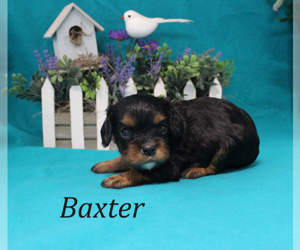Medium Photo #7 Cavalier King Charles Spaniel Puppy For Sale in CHANUTE, KS, USA