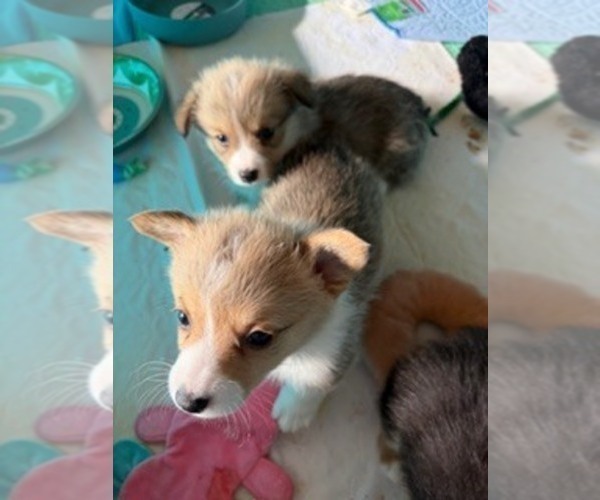 Medium Photo #3 Pembroke Welsh Corgi Puppy For Sale in GREELEY, CO, USA