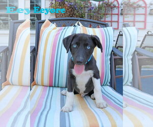 Collie-Labrador Retriever Mix Dogs for adoption in Wakefield, RI, USA