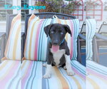 Eeyore 5AcreWood - Male Collie-Labrador Retriever Mix Dog for Adoption - Small photo