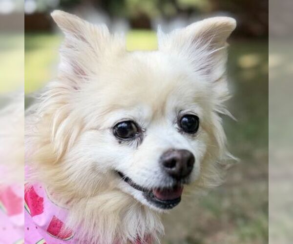 Medium Photo #1 Pomeranian Puppy For Sale in Arlington, VA, USA