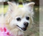 Small Pomeranian