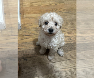 Miniature Schnauzer-Poodle (Toy) Mix Puppy for sale in SAN JOSE, CA, USA