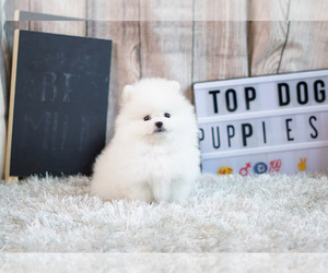 Pomeranian Puppy for sale in FULLERTON, CA, USA